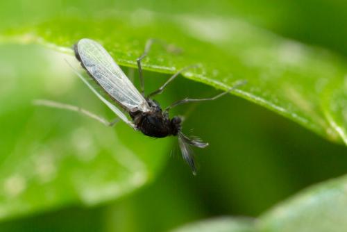 Réf. 249 522 : Orthocladiinae inconnu